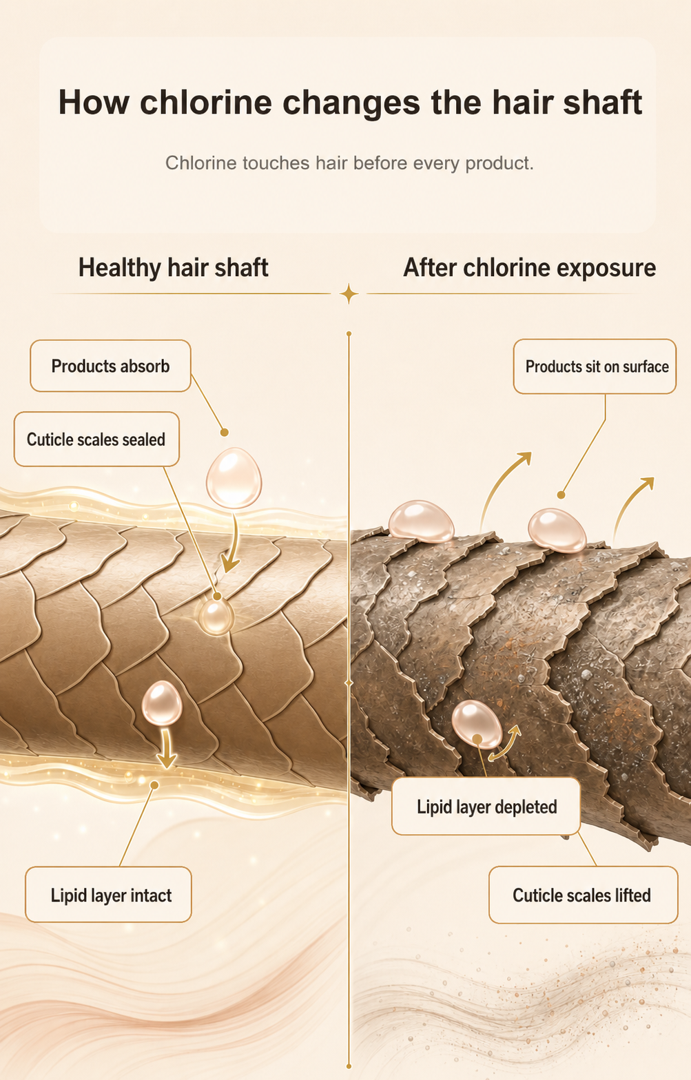 Educational diagram showing healthy hair shaft versus chlorine-exposed hair shaft